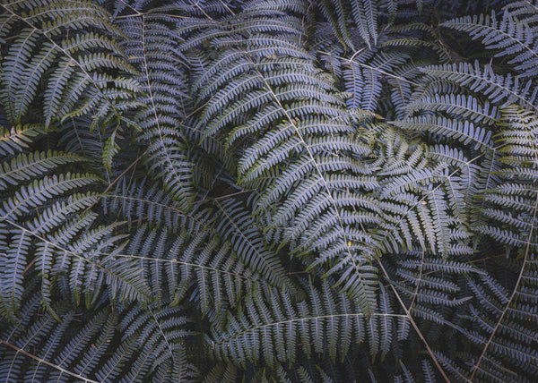 Papier peint panoramique Fern Canopy II