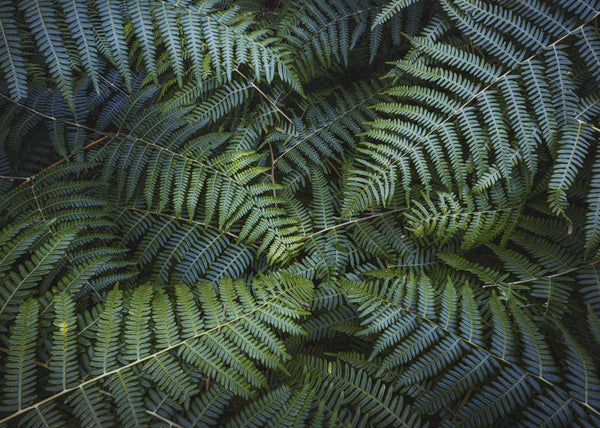 Papier peint panoramique Fern Canopy