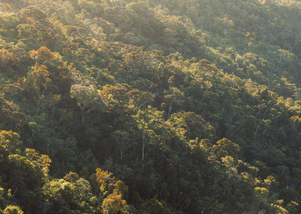 Papier peint panoramique Mellow Woods