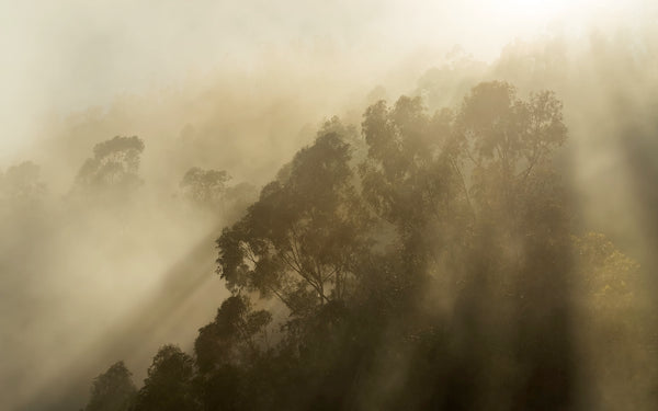Papier peint panoramique Foggy Sunshine