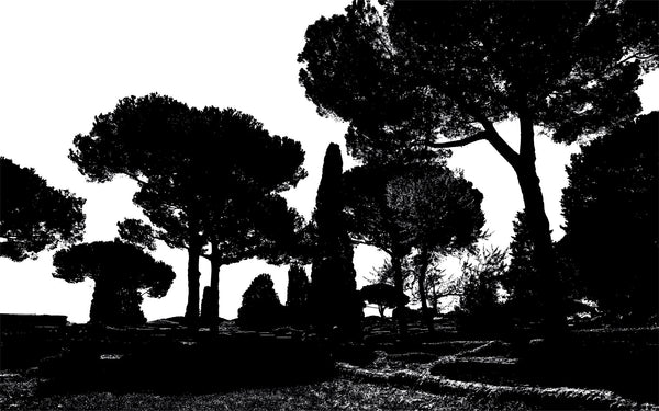 Papier peint panoramique Pine Trees black-white