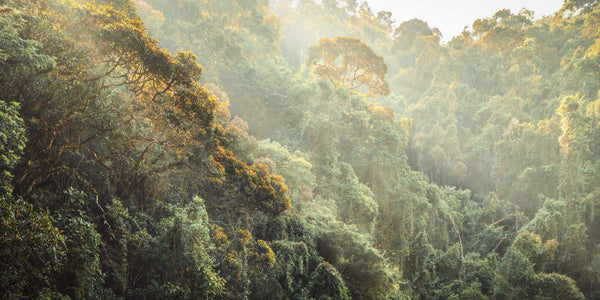 Papier peint panoramique Madagascar Jungle