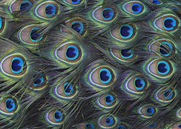 Papier peint panoramique Plumage Detail