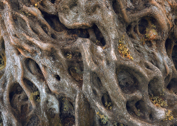 Papier peint panoramique Swirly Bark