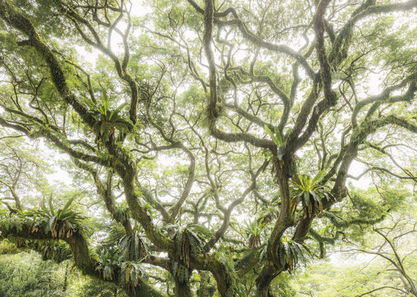 Papier peint panoramique The Jungletree
