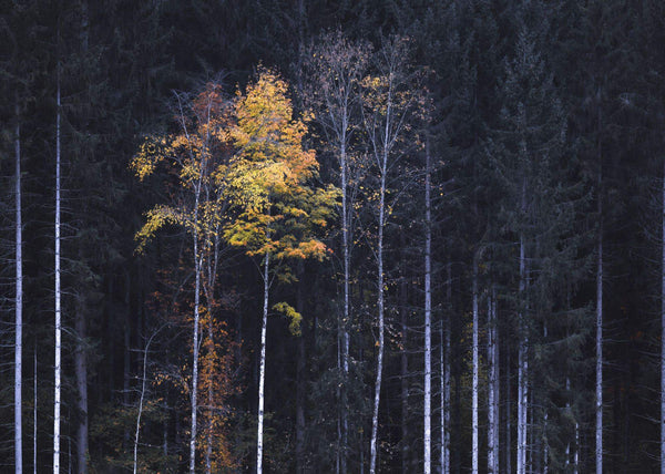 Papier peint panoramique White Sticks