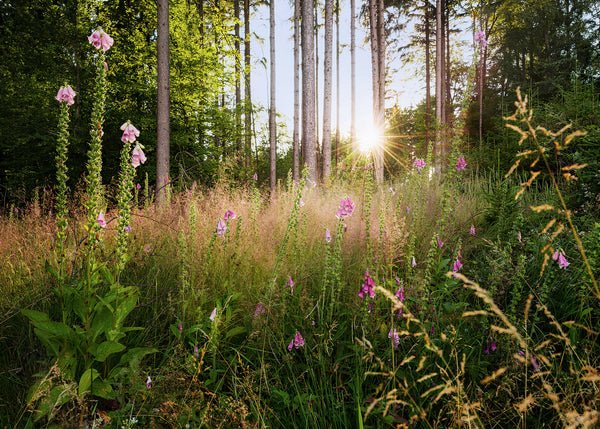Papier peint panoramique Summer Glade
